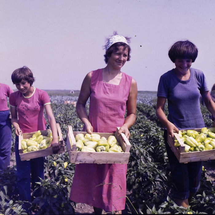 minerva_dn_mezogazdasag_004