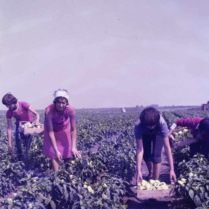 minerva_dn_mezogazdasag_005