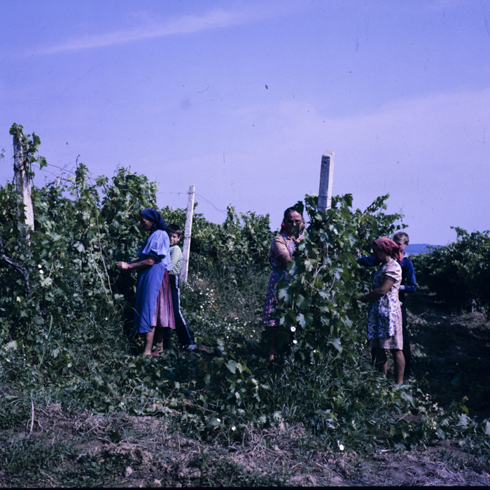 minerva_dn_mezogazdasag_008