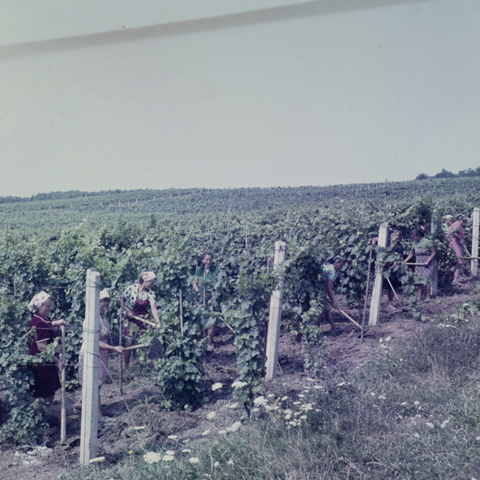 minerva_dn_mezogazdasag_013