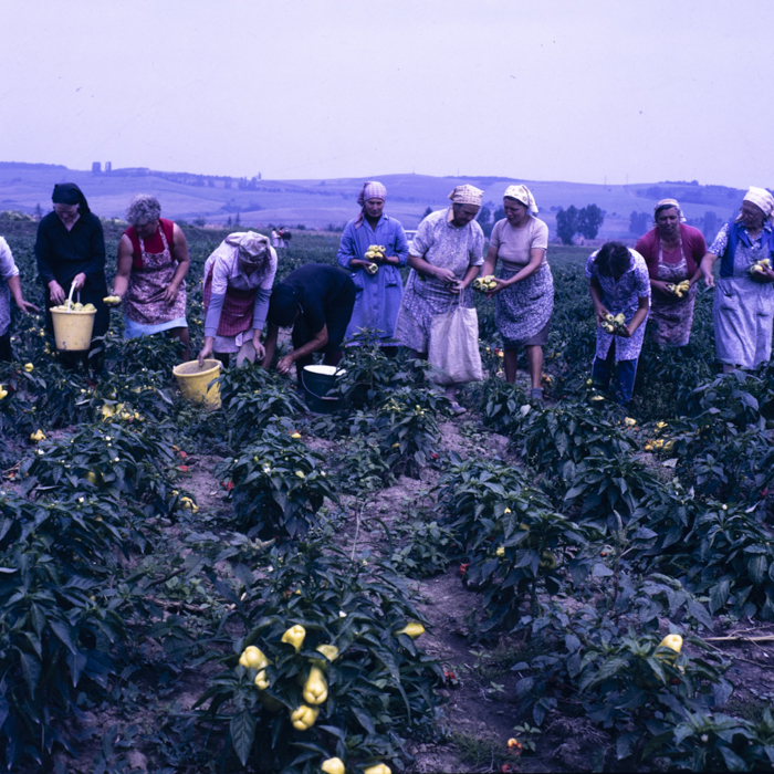 minerva_dn_mezogazdasag_014