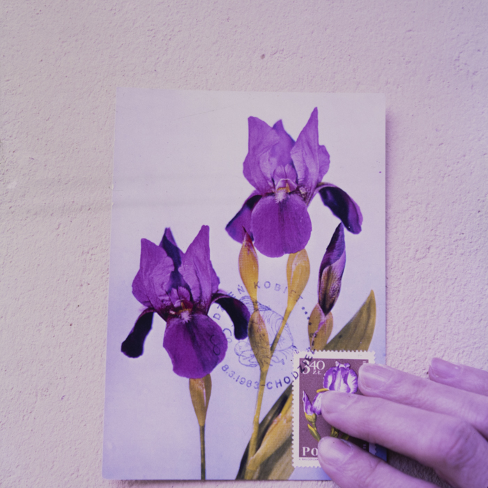 minerva_dn_repro_001