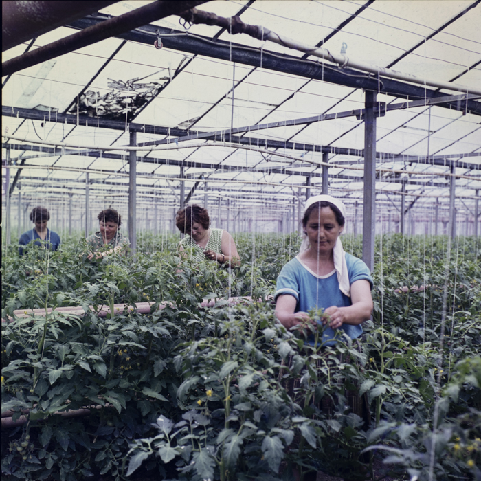 minerva_dn_repro_004