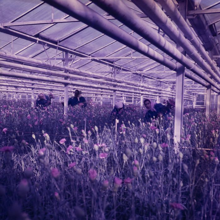 minerva_dn_repro_005