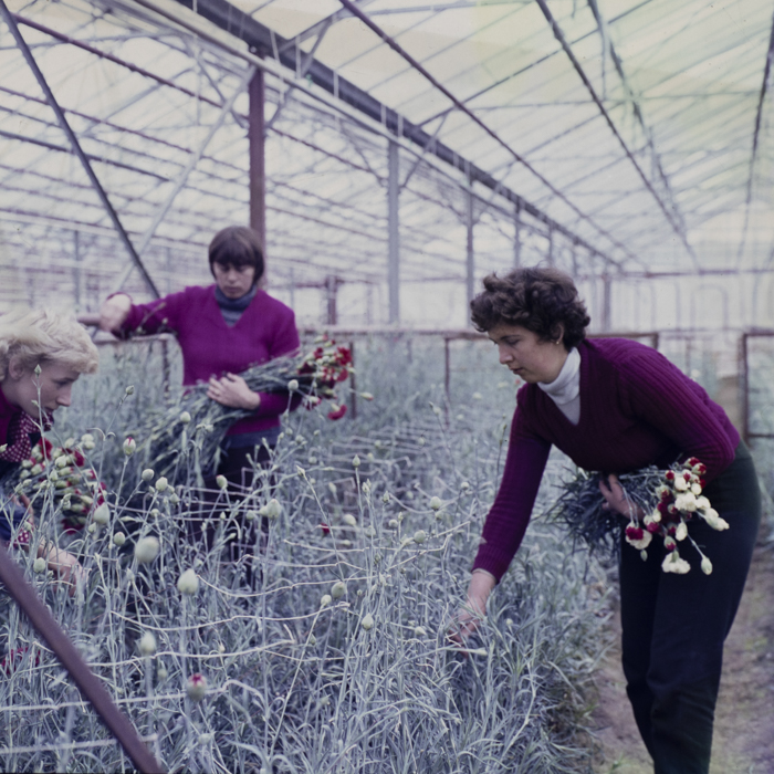 minerva_dn_repro_006