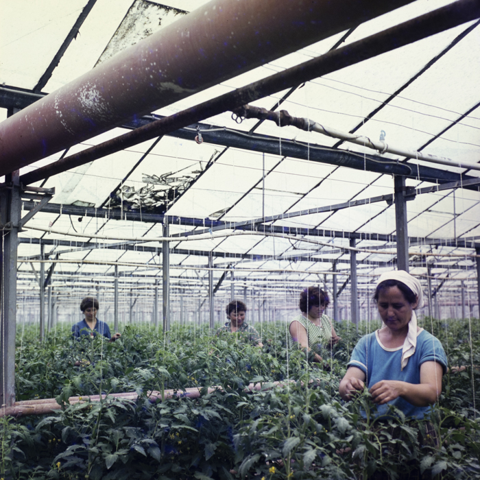 minerva_dn_repro_008