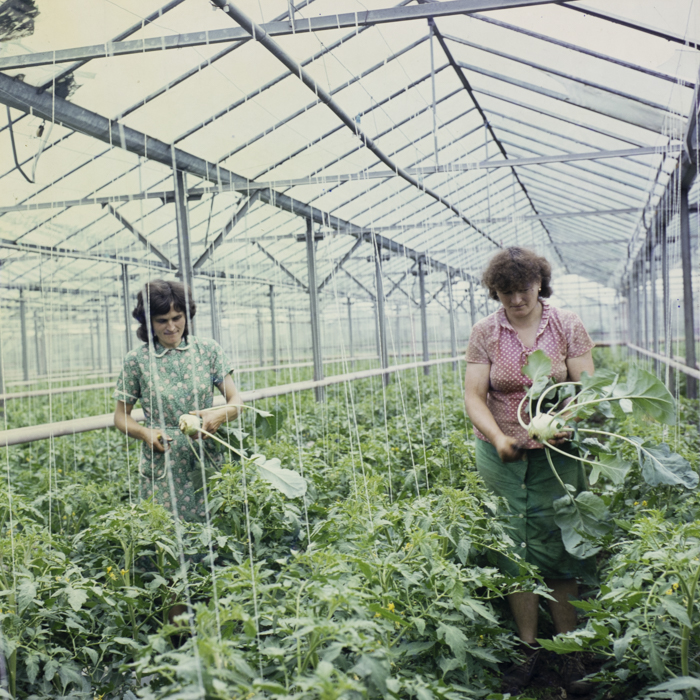 minerva_dn_repro_009