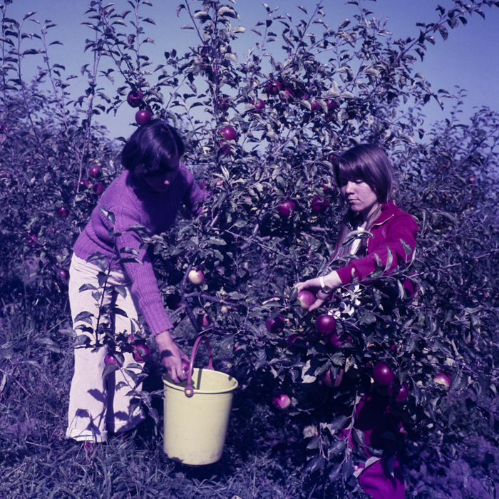 minerva_dn_sarmasag_003