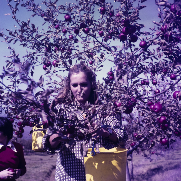 minerva_dn_sarmasag_004