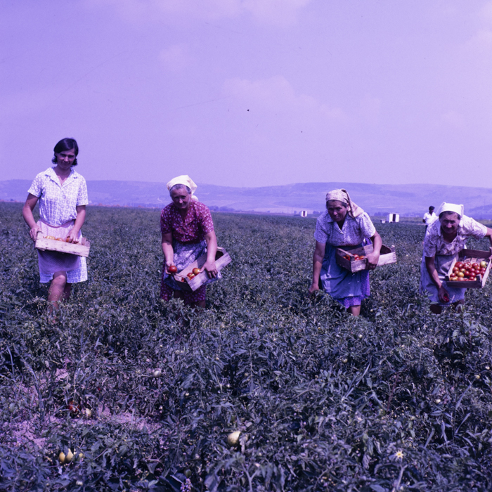 minerva_dn_sarmasag_006