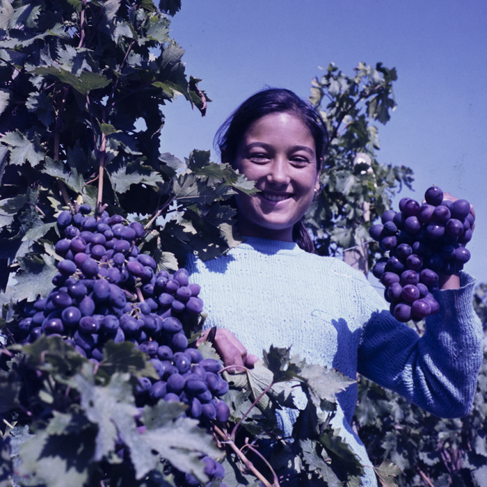 minerva_dn_szuret_001