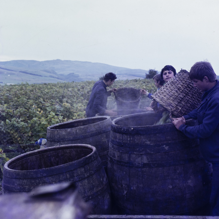 minerva_dn_szuret_002