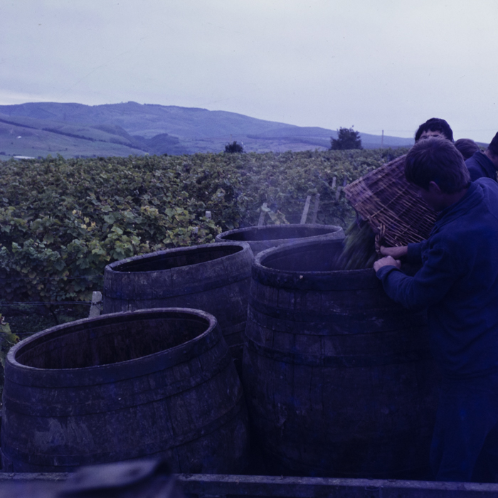 minerva_dn_szuret_004