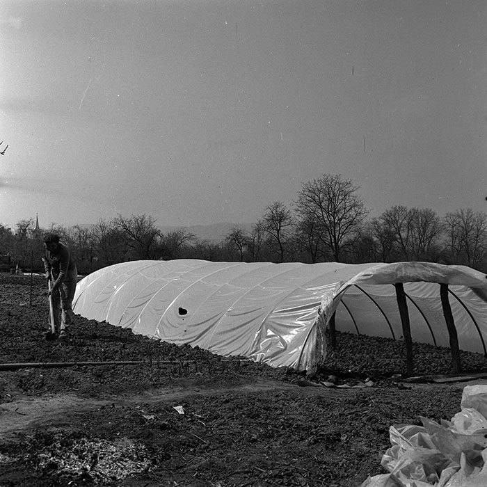 minerva_reproduceri_c1_c4r4_011