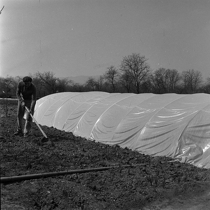 minerva_reproduceri_c1_c4r4_012