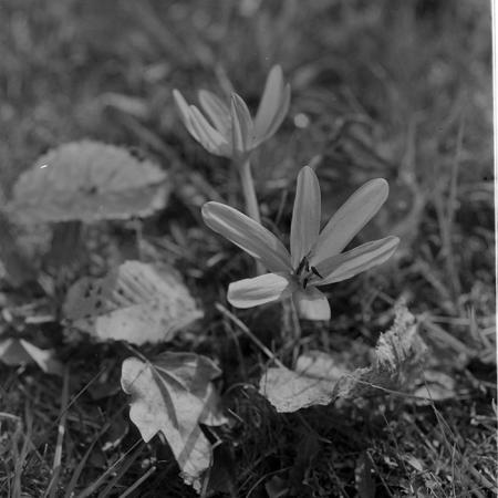 minerva_1967-1973_c1_c4r9_019