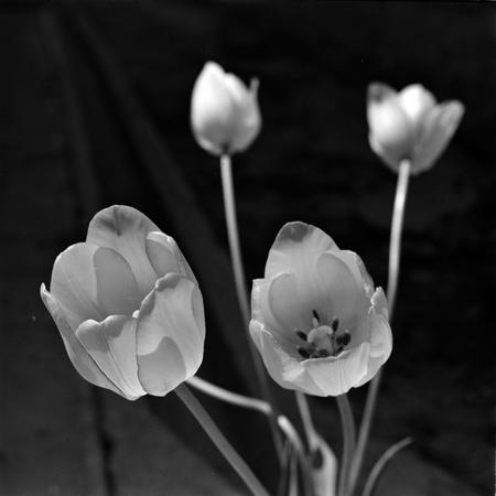 minerva_1967-1973_c2r1_075