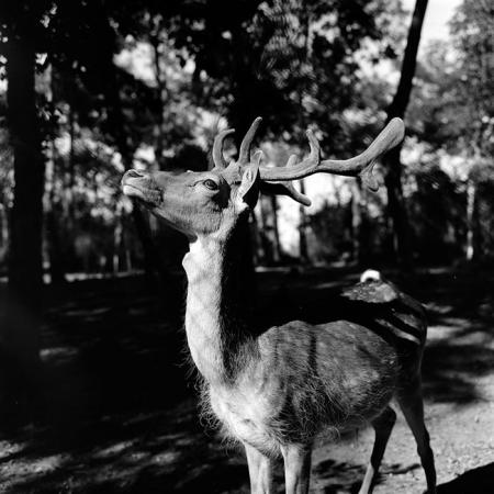 minerva_1967-1973_c2r3_004