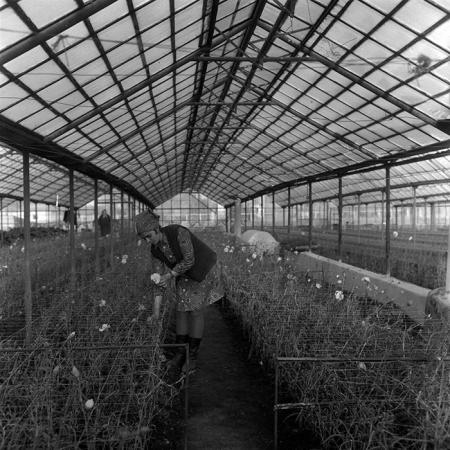 minerva_1967-1973_c4r10_002