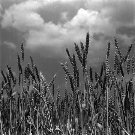 minerva_1967-1973_c4r14_008