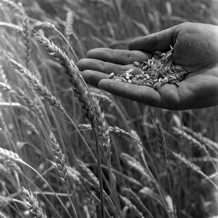 minerva_1967-1973_c4r17_001