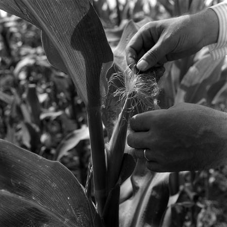 minerva_1967-1973_c4r8_019