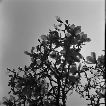 minerva_1967-1973_c5r11_002