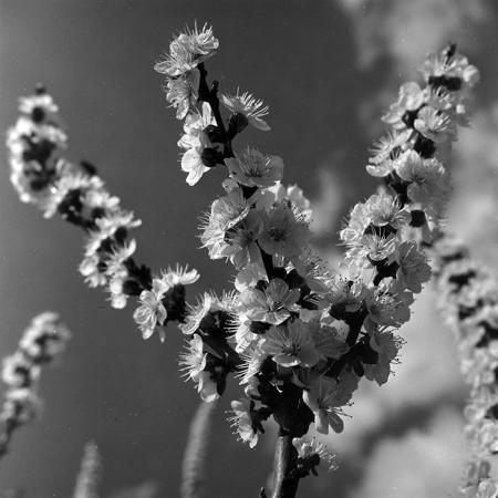 minerva_1967-1973_c5r15_001