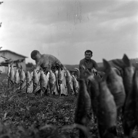 minerva_1967-1973_c5r18_010