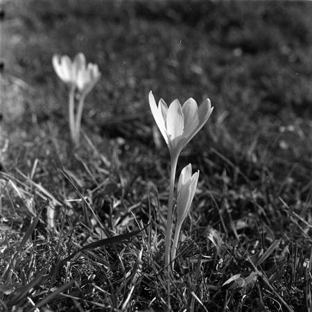 minerva_1967-1973_c5r2_001