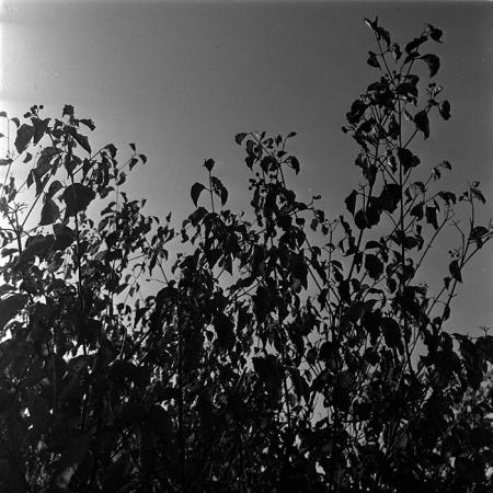 minerva_1967-1973_c5r2_004