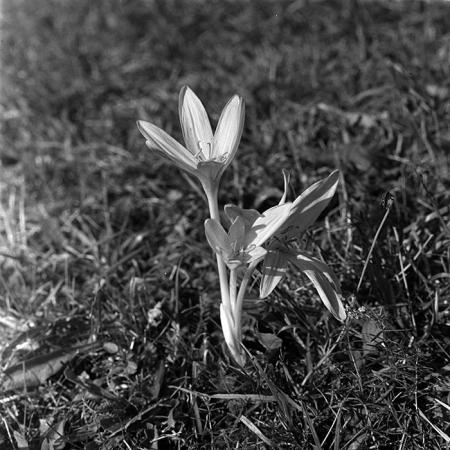 minerva_1967-1973_c5r2_005