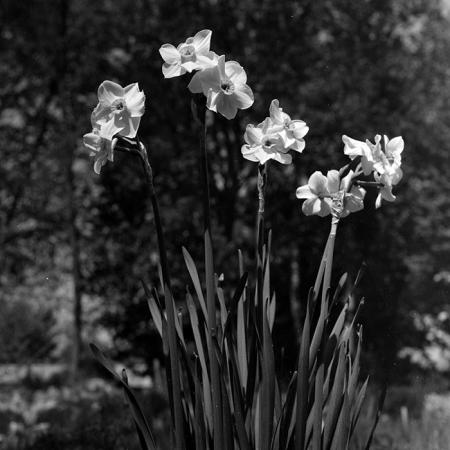 minerva_1967-1973_c5r3_003