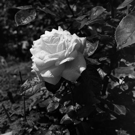 minerva_1967-1973_c5r3_015