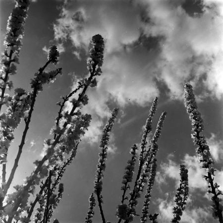 minerva_1967-1973_c5r6_001