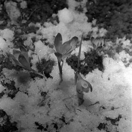 minerva_1967-1973_c5r6_010