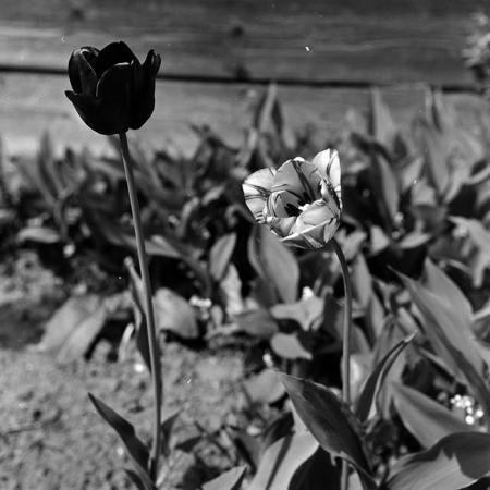 minerva_1967-1973_c5r6_013