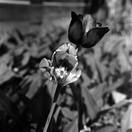 minerva_1967-1973_c5r6_014