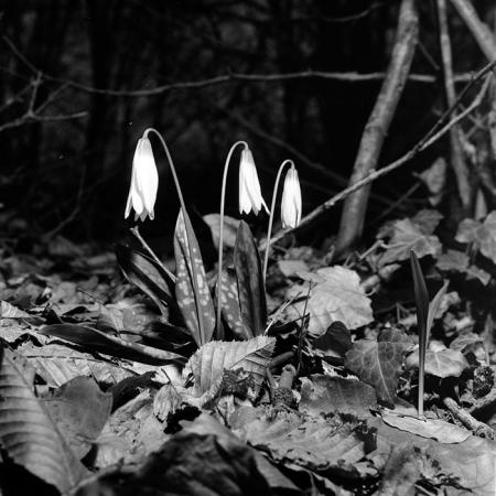 minerva_1967-1973_c5r6_016