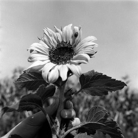 minerva_1970_Agrare_c1_c4r1_021