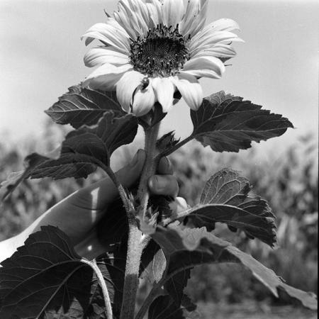 minerva_1970_Agrare_c1_c4r1_022