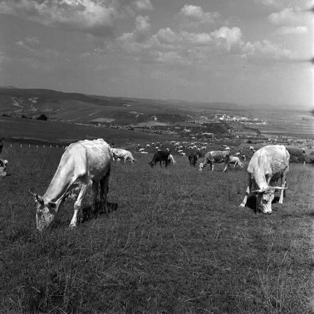 minerva_1970_Agrare_c1_c4r2_002