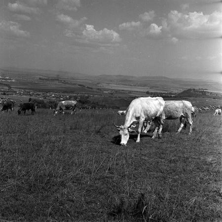 minerva_1970_Agrare_c1_c4r2_005