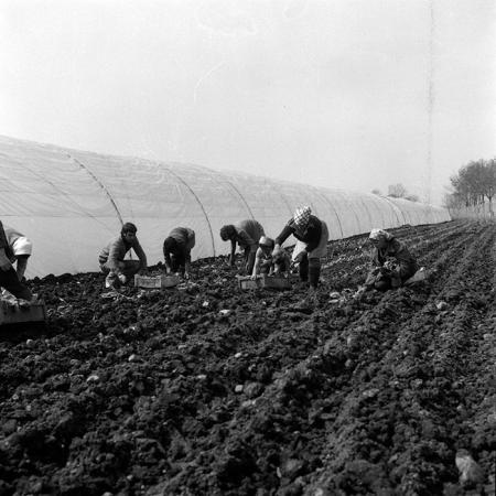 minerva_1970_Agrare_c1_c5r4_001