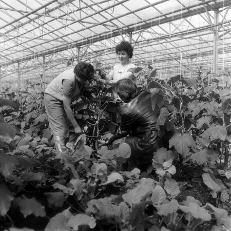 minerva_1970_Agrare_c1_c5r4_003