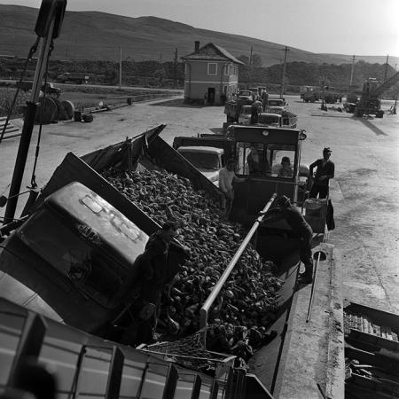 minerva_1970_Agrare_c1_c6r2_006