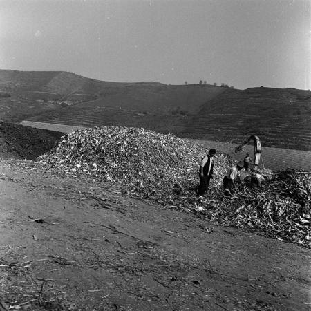 minerva_1970_Agrare_c1_c6r4_026