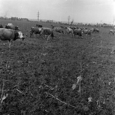 minerva_1970_Agrare_c1_c7r5_033