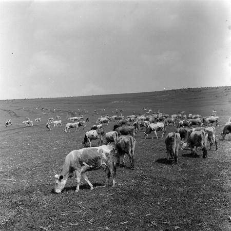 minerva_1971_c3_c2r2_005