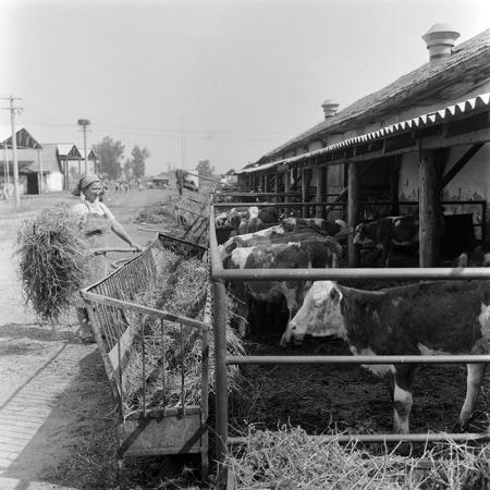 minerva_1971_c3_c3r1_015